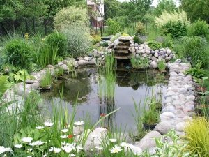 Read more about the article DIY Backyard Pond